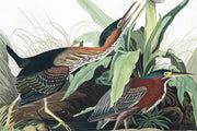Green Herron Wall Mural