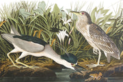 Night Heron Wall Mural