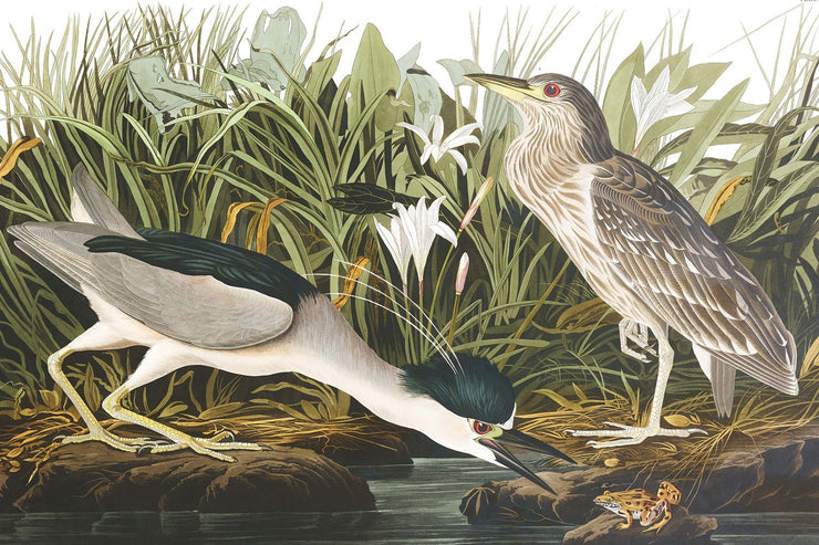 Night Heron Wall Mural