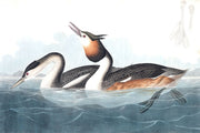 Crested Ducks Wall Mural